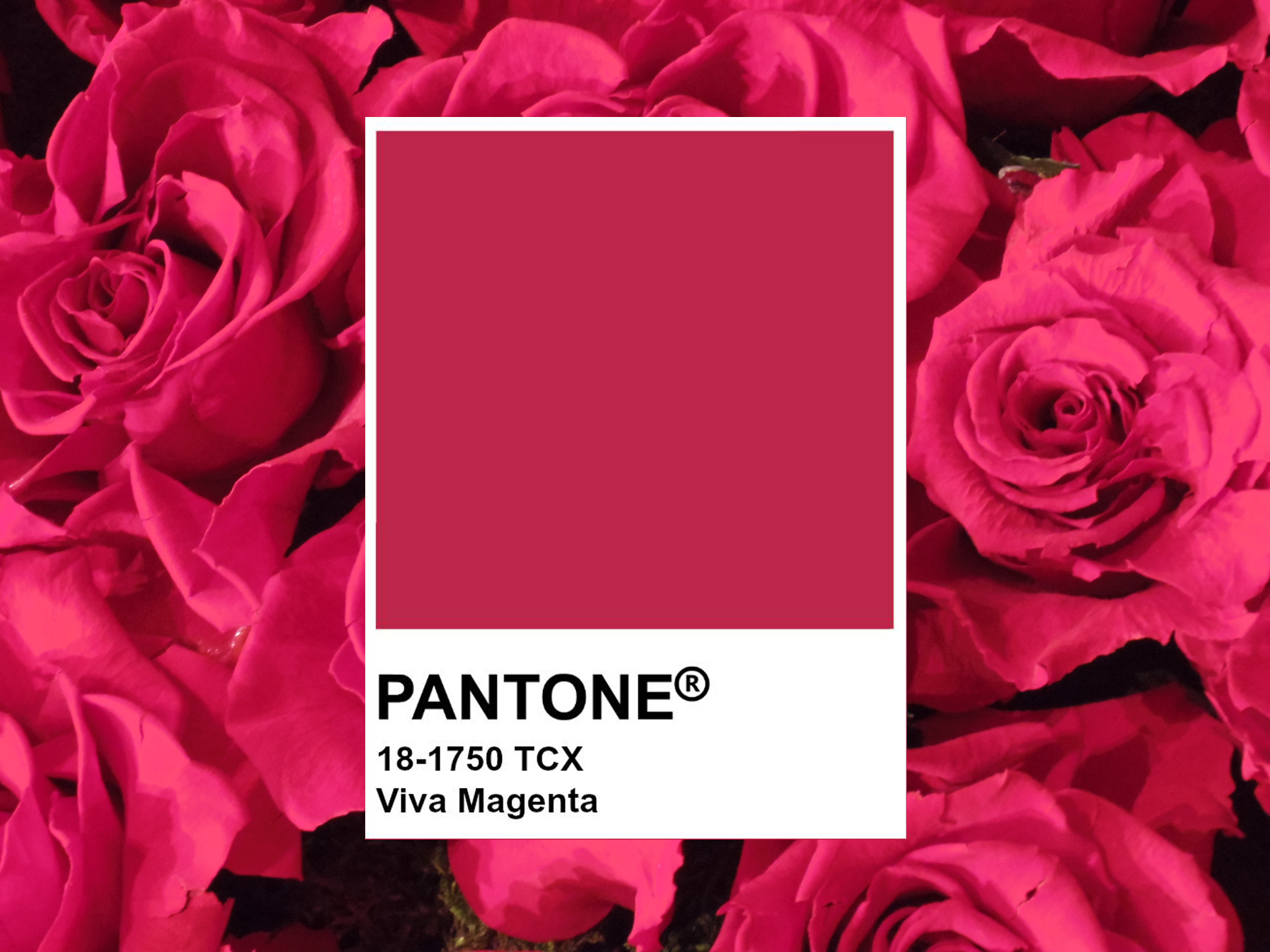 PANTONE社が決めた2023年のカラーViva Magenta(ビバ・マゼンタ)ってどんな色？