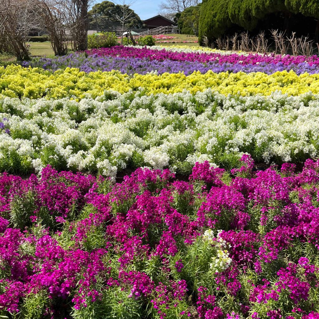 のこのしま 能古島  のこのしまアイランドパーク バーベキュー 花 福岡観光 菜の花